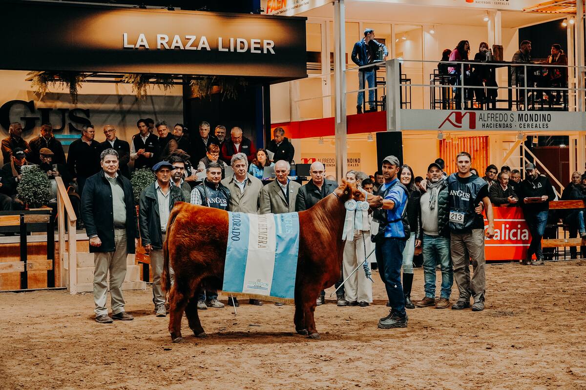 La Gran Campeón Hembra Colorada fue el Box 214 de cabaña Don Romeo, de Alejandro Spinella