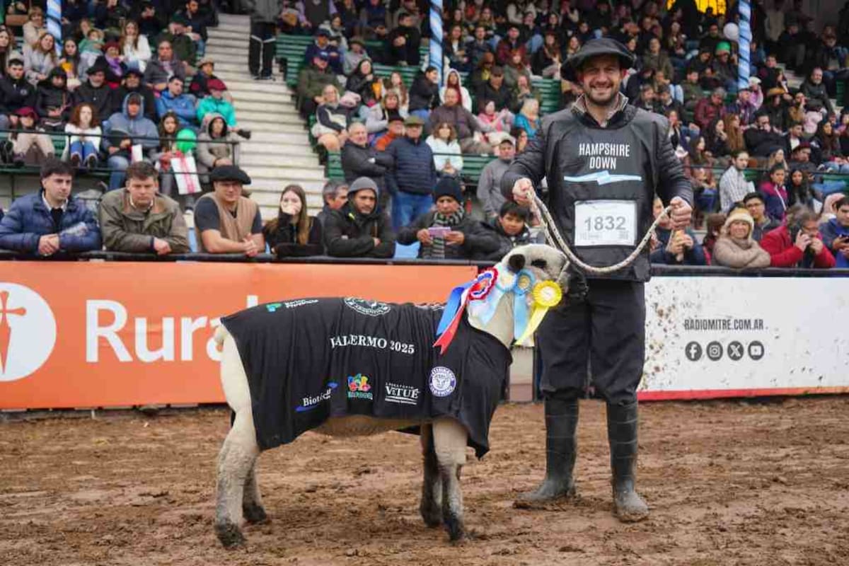 La Gran Campeona Hembra (Box 1832, RP 433) de la raza ovina Hampshire Down en la reciente 137ª Exposición Rural de Palermo