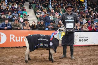 La raza Hampshire Down se lució en la Exposición Rural de Palermo