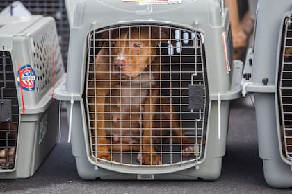 La gran mayoría de animales de los refugios tuvieron que ser acogidos por familias durante el temporal