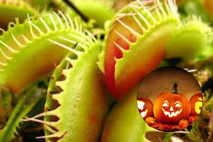 La gran mayoría de las especies pueden conseguirse en cualquier vivero local y tienen la virtud de que seguirán aportando su encanto pasada la fiesta (Canva)