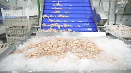 La gran mayoría de los peces y especies acuáticas de consumo no proviene de la captura, sino del cultivo
