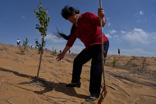 La "Gran Muralla Verde" china frena el desierto, pero los expertos advierten que la lucha continúa