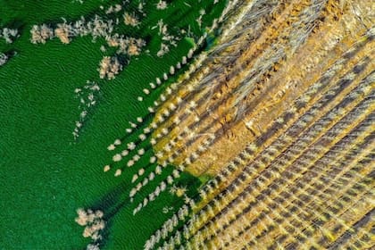 La Gran Muralla verde tiene como objetivo contener la expansión de los desiertos de Gobi y Taklamakán