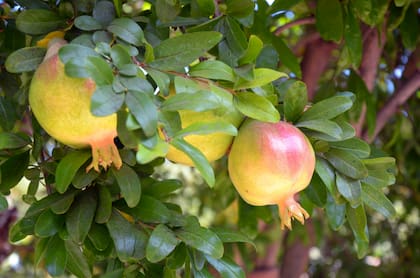 La granada es una fruta carnosa que crece en un árbol pequeño llamado Punica granatum