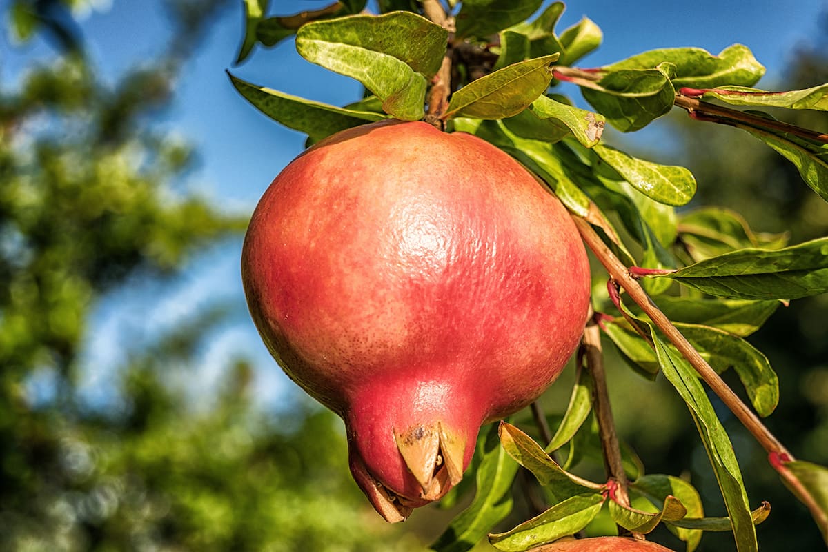 La granada tiene altos niveles de antioxidantes que combaten los radicales libres e impiden el envejecimiento celular