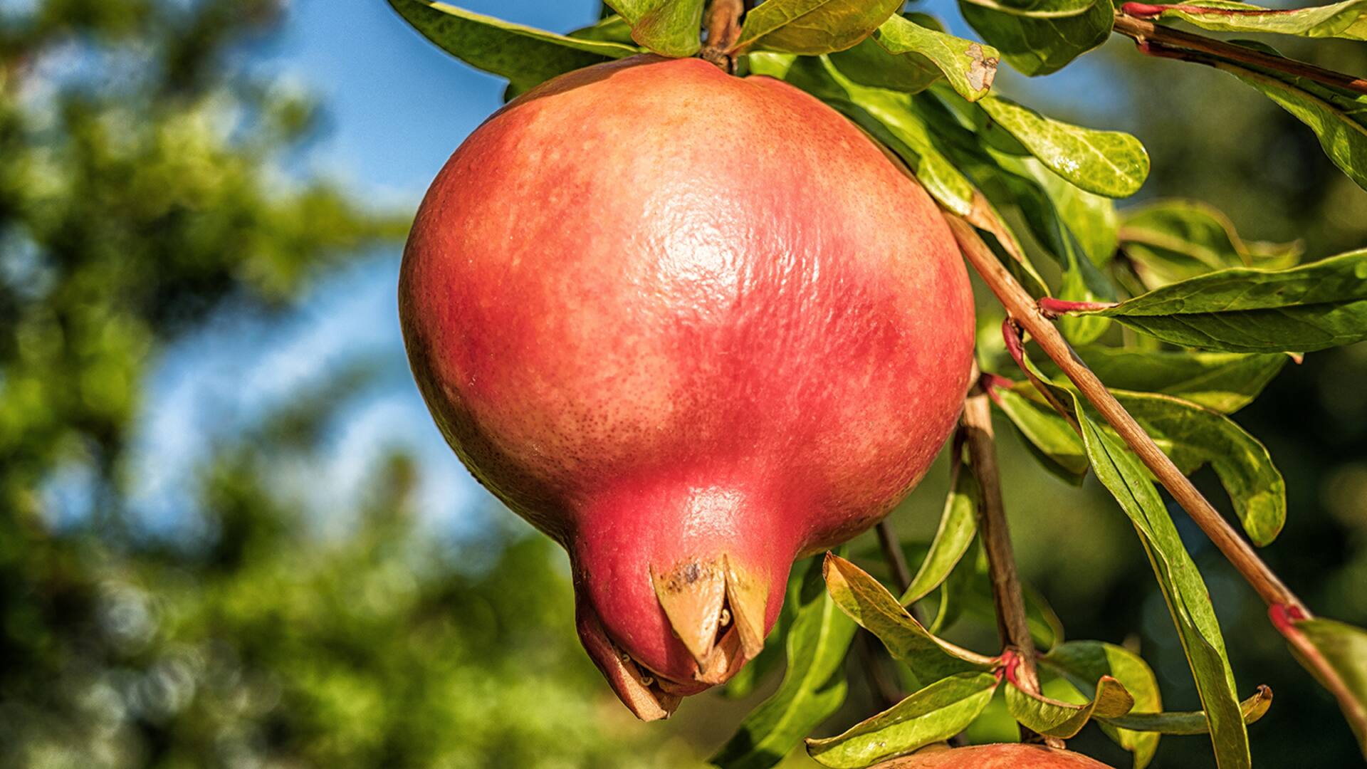 La granada tiene altos niveles de antioxidantes que combaten los radicales libres e impiden el envejecimiento celular