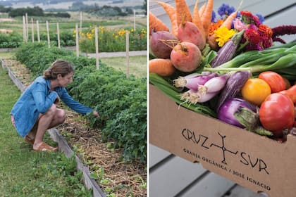 La granja entrega sus productos orgánicos a los clientes el mismo día en que se van a consumir para que no pierdan su forma y frescura.