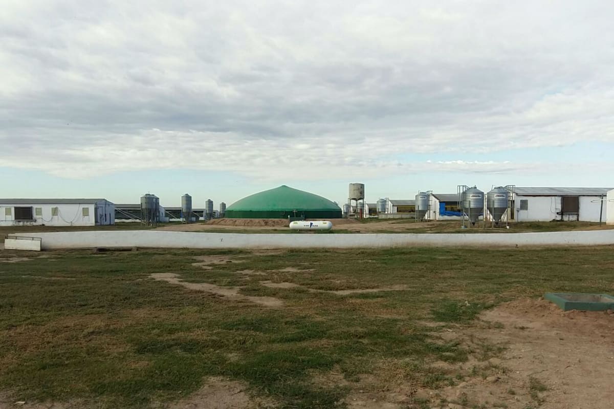 La granja porcina y el biodigestor en el establecimiento El Cebil, de Jesús María