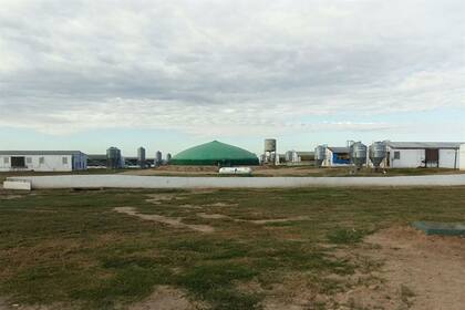 La granja tiene 1000 madres con un índice de parición de 90% y 28 destetes