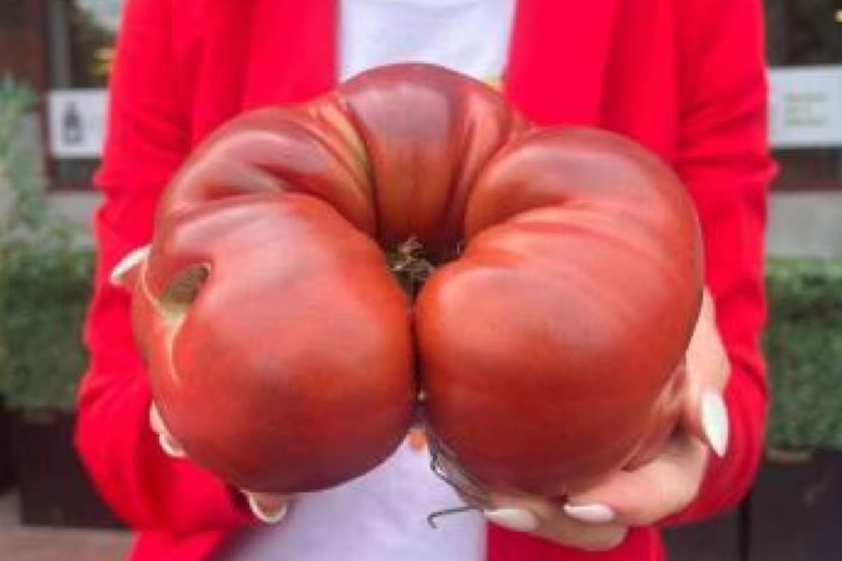 La granja Ward´s Berry Farm ganó el premio al tomate más pesado