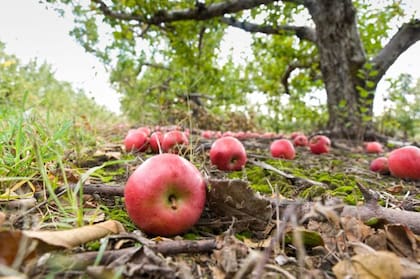 La gravedad también ayuda a que no sintamos los movimientos que constantemente realiza la Tierra