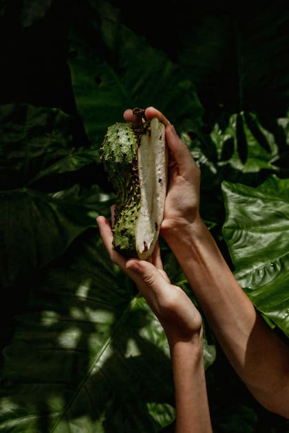 La graviola posee un gran valor nutricional, es particularmente rica en vitaminas, especialmente vitamina C, así como en minerales esenciales como potasio, magnesio y calcio