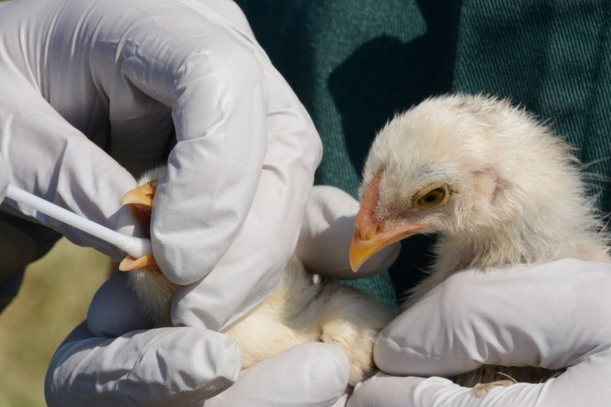 La gripe aviar puede resultar mortal para los humanos.