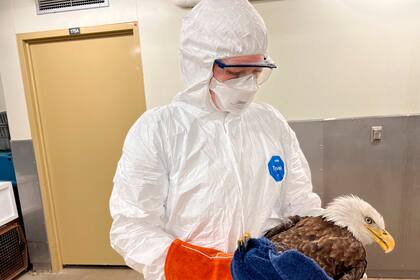 La gripe aviar se transmite mayoritariamente entre aves y su paso al ser humano es limitado (En foto: un águila calva recibe atención el 29 de marzo de 2022 en un área de cuarentena especial que el centro estableció para posibles casos de gripe aviar en St. Paul, Minnesota/ The Raptor Center vía AP)