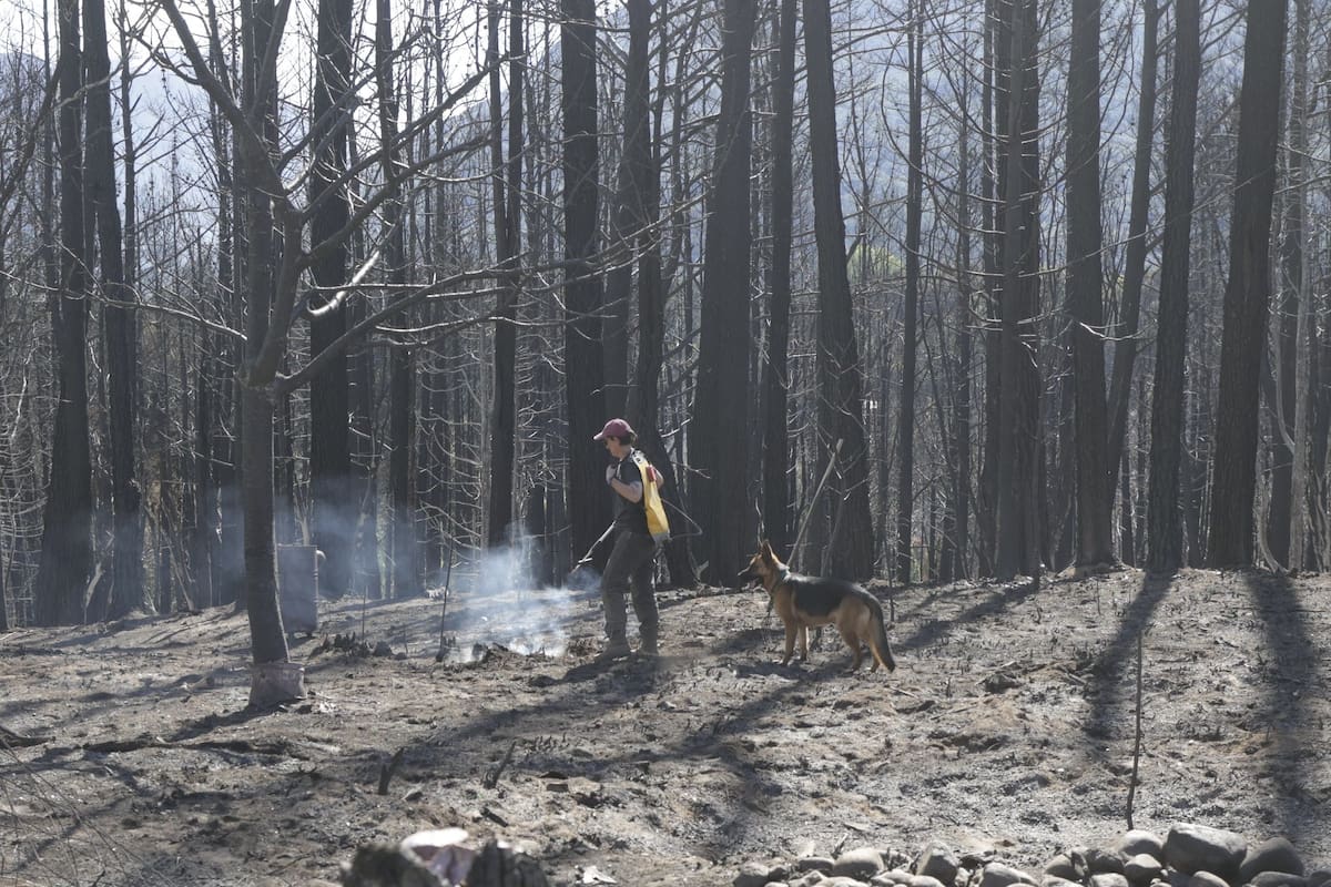 La guardia de ceniza representa una fase fundamental en las labores de contención y permite evitar nuevos focos