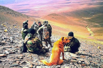 La guarnición militar inglesa que defendía las islas Malvinas no contaba con perros de seguridad, y la flota naval que se dispuso a recuperar el archipiélago tampoco los llevó