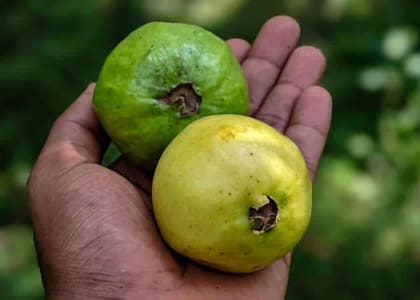 La guayaba contiene vitamina C y antioxidantes