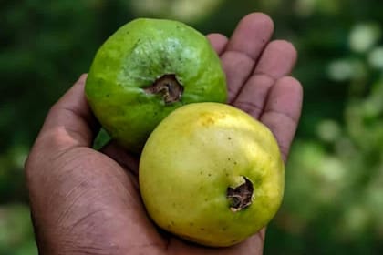 La guayaba es una fruta con múltiples beneficios para la salud, especialmente para cortar el ayuno