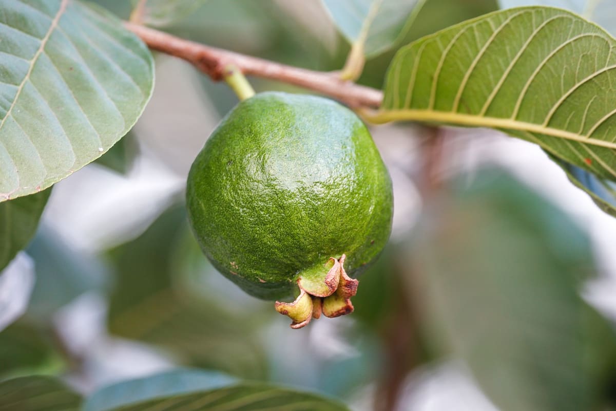 La guayaba tiene muchísimas propiedades para la salud (Foto de carácter ilustrativo: PIXABAY)