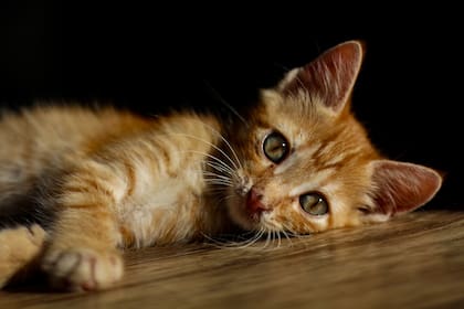 La habilidad de los gatos para cazar roedores los transformó en aliados de las primeras civilizaciones agrícolas