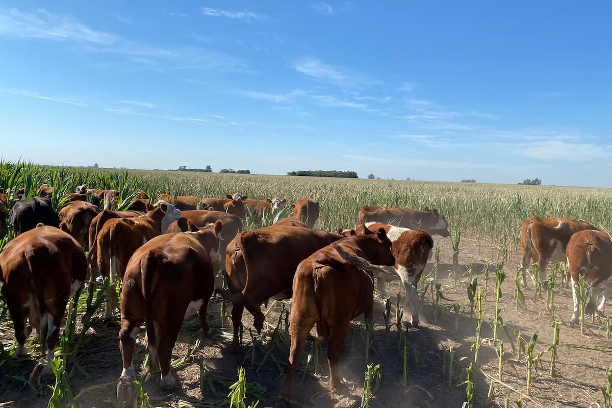 La hacienda en un maíz en Bigand, Santa Fe