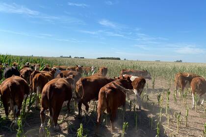 La hacienda en un maíz en Bigand, Santa Fe