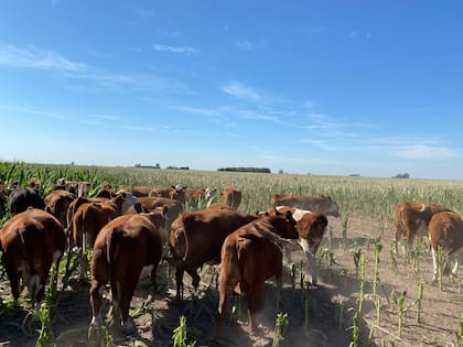 La hacienda en un maíz en Bigand, Santa Fe. Muchos productores dieron sus cultivos a las vacas