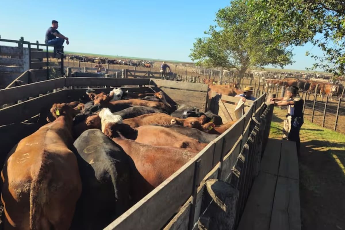 La hacienda fue encontrada en un feedlot de Chaján, en Córdoba