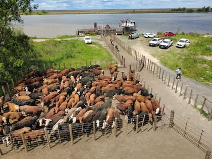 La hacienda tras la descarga de la barcaza espera en los corrales para subir a los camiones
