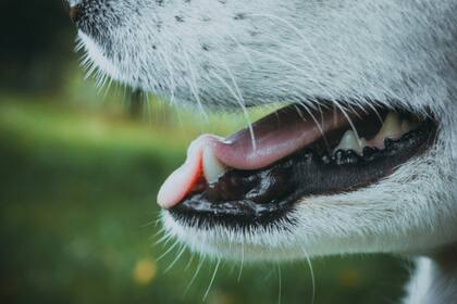 La halitosis afecta a los perros debido a la acumulación de sarro en sus piezas dentales