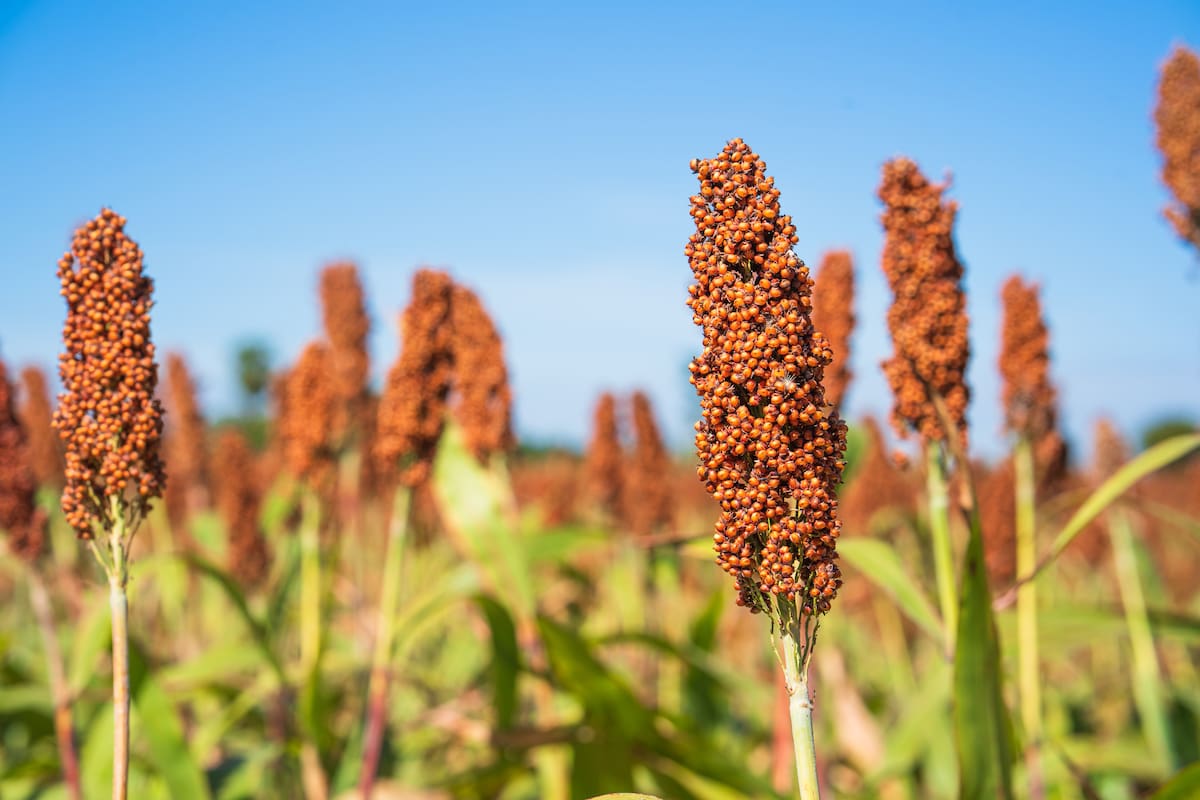 La hamburguesa de sorgo, otra opción de menú para impulsar la difusión del cultivo