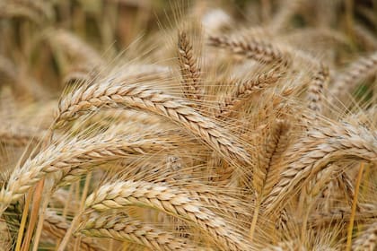 La harina de trigo y de otros cereales se encuentran en su mayoría en color blanco, ya que son ultraprocesadas