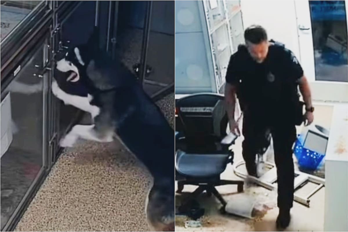 La hazaña del husky fue captada por las cámaras del refugio en Arizona; conquistó las redes sociales