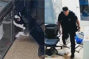 La hazaña del husky fue captada por las cámaras del refugio en Arizona; conquistó las redes sociales
