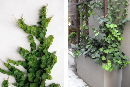 La Hedera Helix puede trepar pegada a una pared o crecer hacia abajo como planta colgante