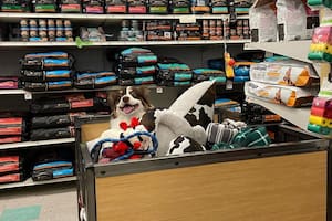 La hegemonía de los perros en el mercado de alimentos y productos para mascotas comenzó a desdibujarse