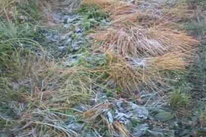 La helada dejó sus huellas en un campo de Azul