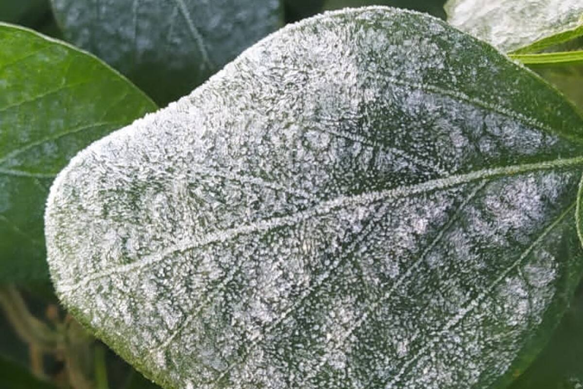 La helada en una hoja de soja