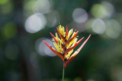 La heliconia Burle Marx, que lleva su nombre y que es también el logo del Sitio