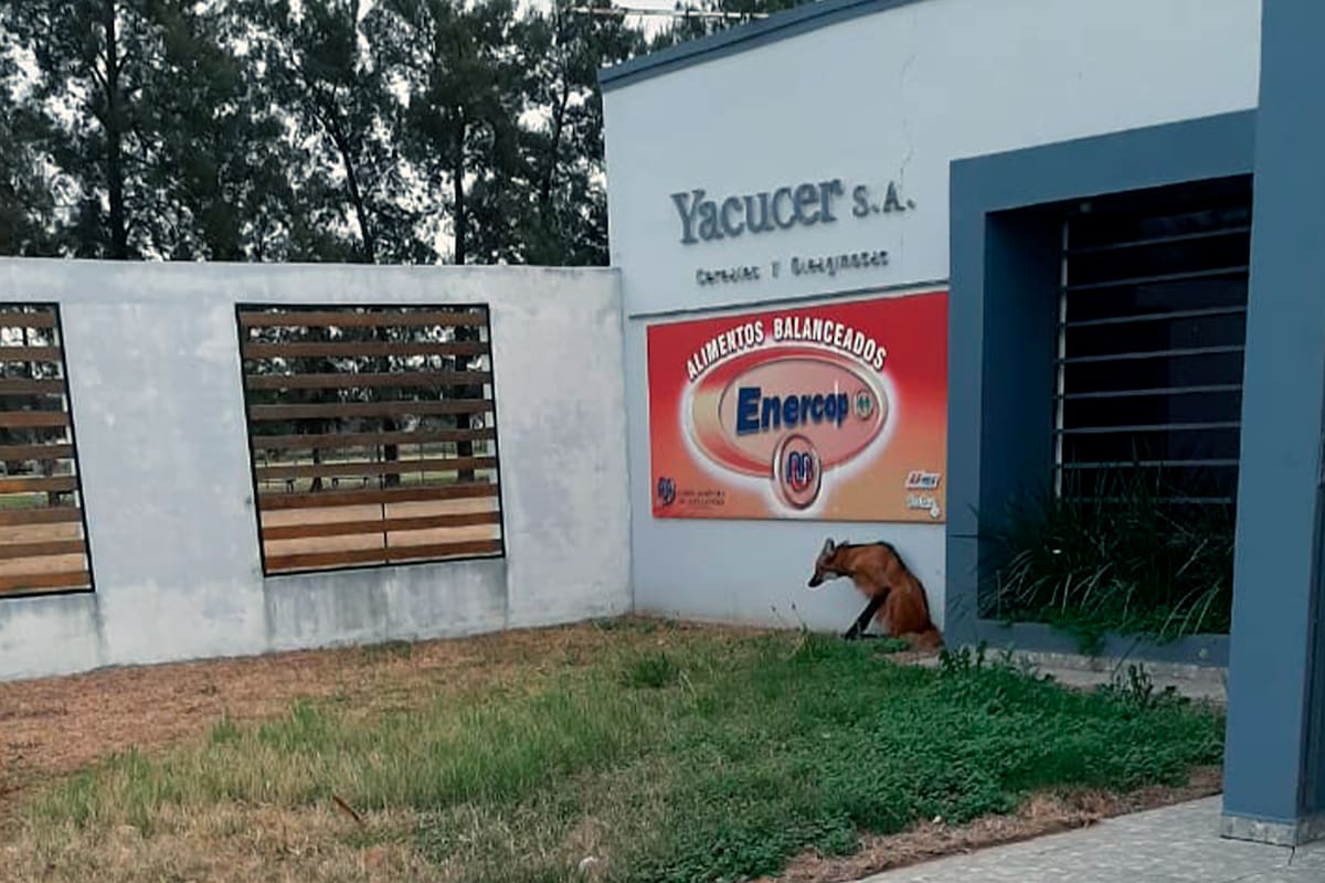 La hembra adulta joven habría escapado de su hábitat tras la quema de pastizales y se refugió en la cerealera de Las Breñas