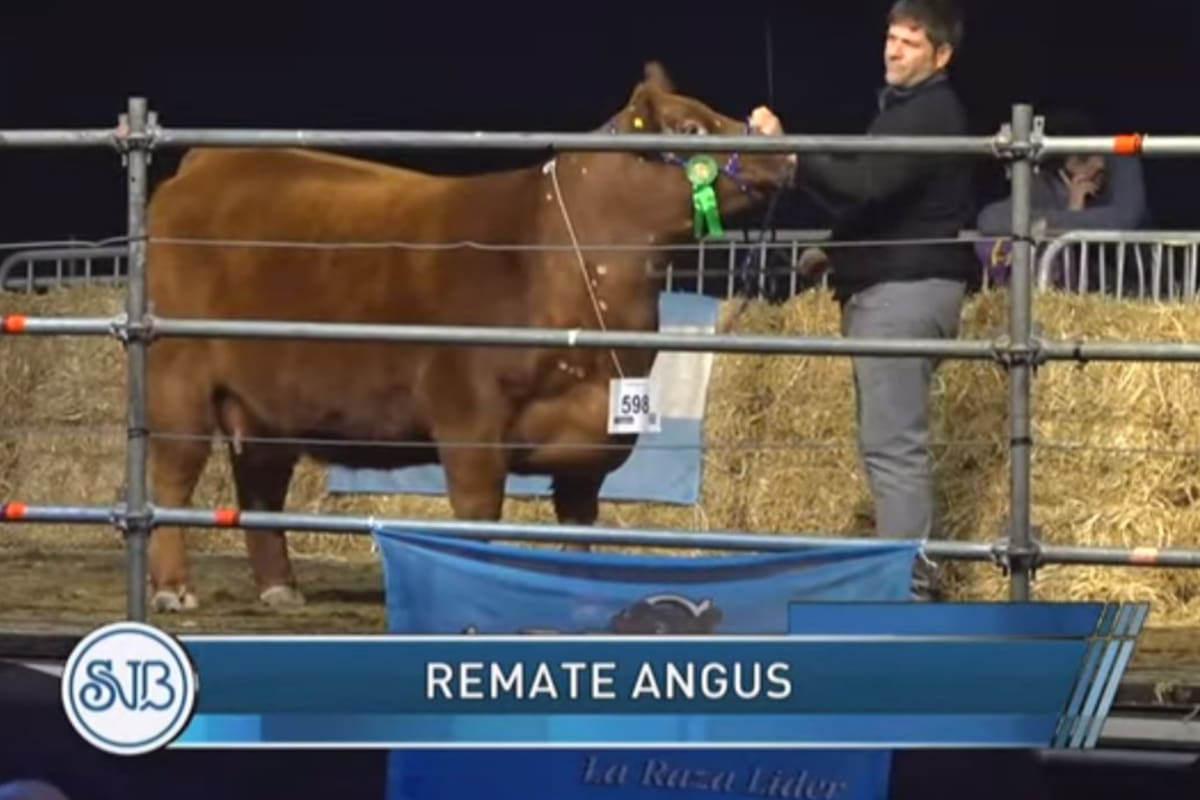 La hembra Angus vendida al 50% en $10,5 millones