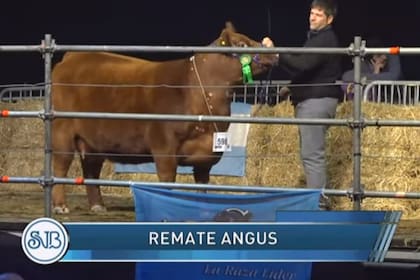La hembra Angus vendida al 50% en $10,5 millones
