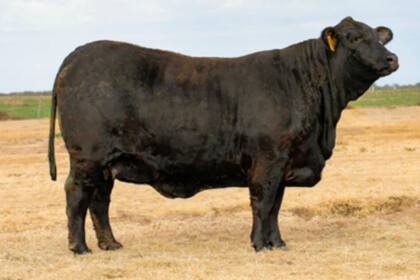 La hembra vendida en $2,8 millones