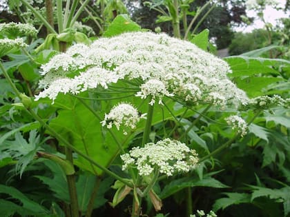 La Heracleum mantegazzianum, comúnmente conocida como cicuta gigante, es una planta invasora que provoca lesiones en las personas que la tocan