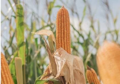 La herramienta de manejo variable puede recomendar un nivel de nitrógeno para cada ambiente en el que se encuentre trabajando el productor