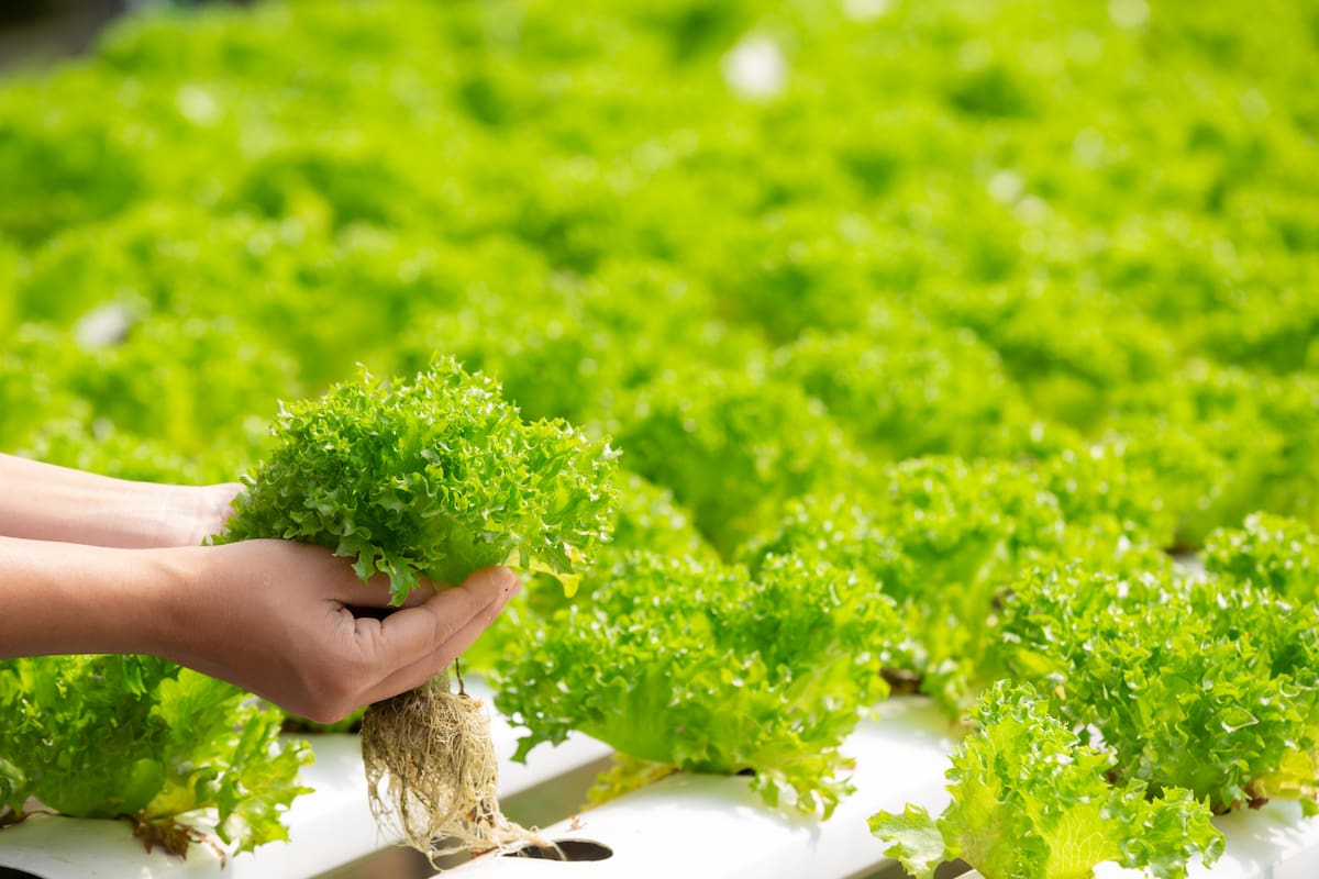 La hidroponia permite generar más alimentos aprovechando al máximo el lugar, con una menor huella ecológica