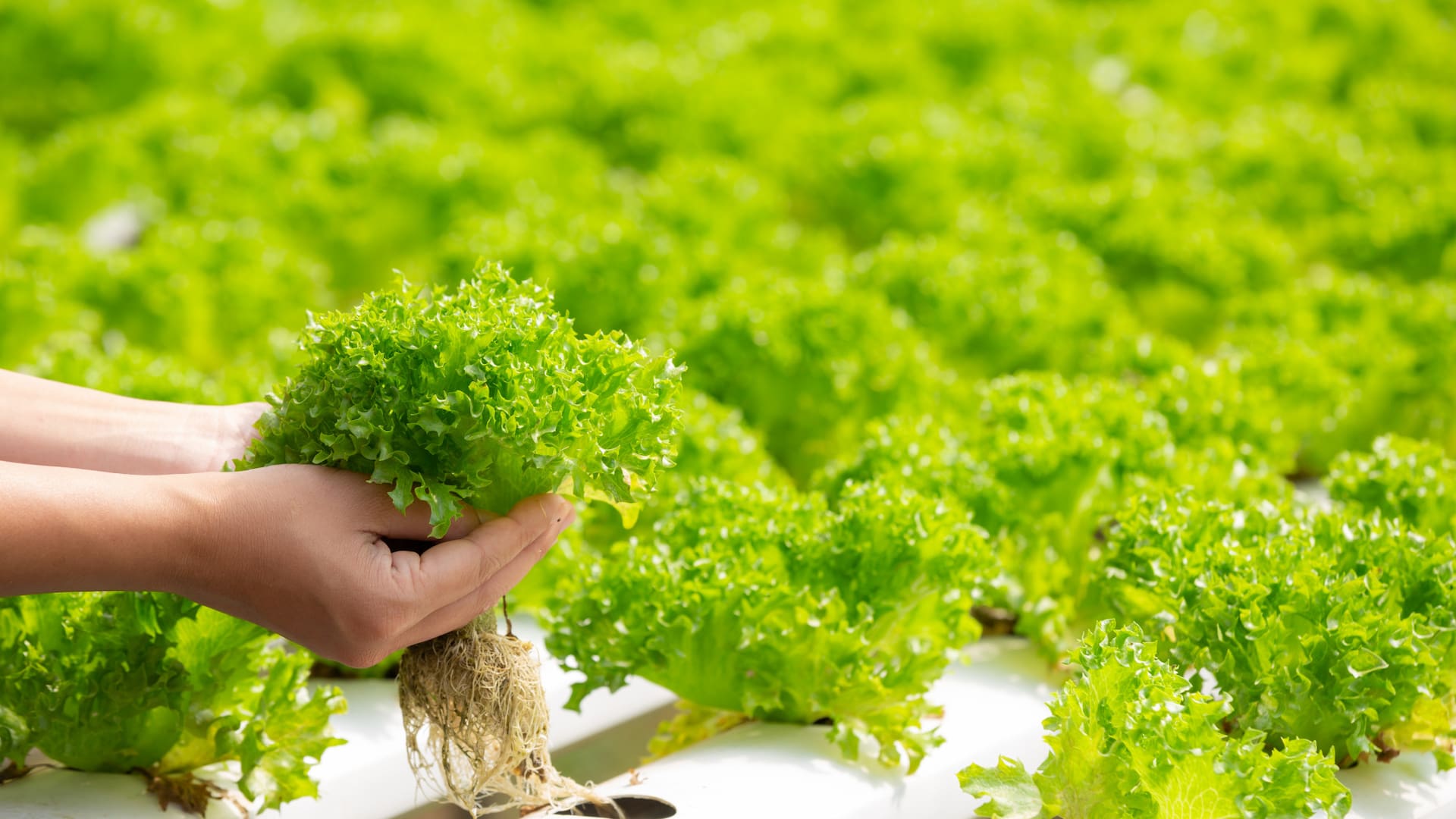La hidroponia permite generar más alimentos aprovechando al máximo el lugar, con una menor huella ecológica
