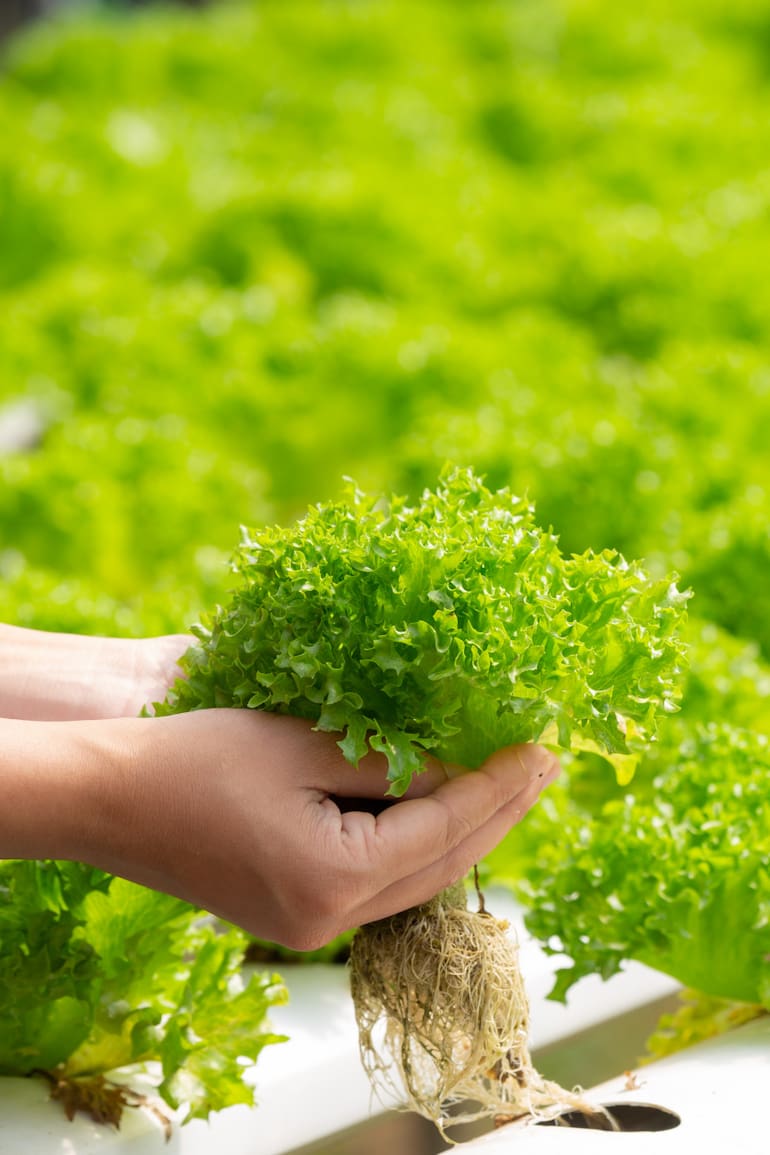 La hidroponia permite generar más alimentos aprovechando al máximo el lugar, con una menor huella ecológica