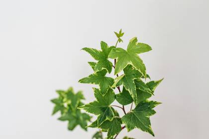 La hiedra inglesa es una planta trepadora capaz de vivir hasta 500 años y crecer más de 30 metros (Foto ilustrativa por: Unsplash)